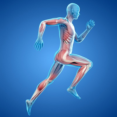 Sportkardiologie über den Tellerrand – orthopädische Verletzungen