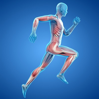 Marathon - Diagnostik und Training
