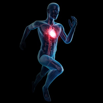 Training bei strukturellen Herzerkrankungen 1: Hypertrophe Kardiomyopathie